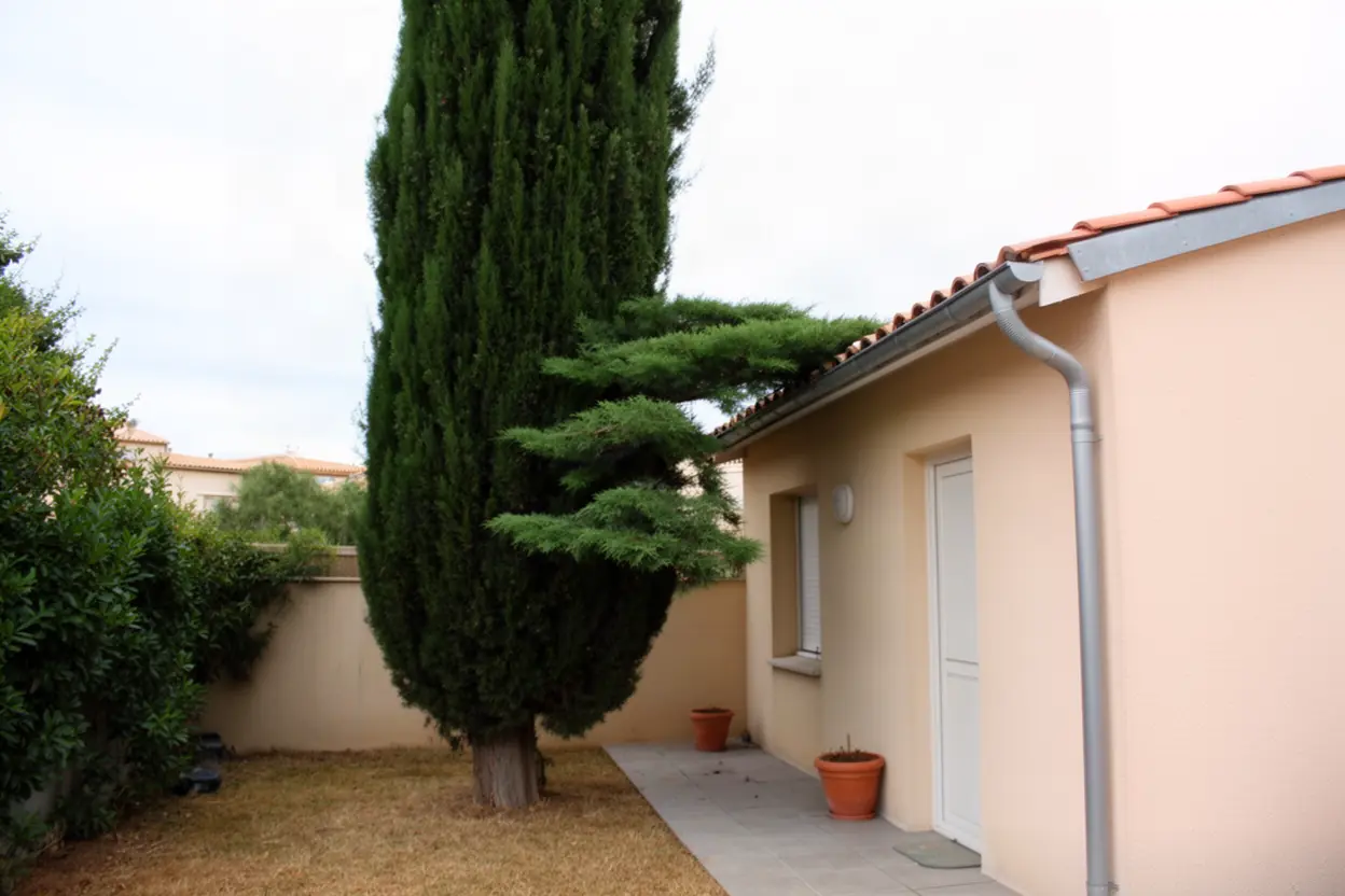 Cyprès touchant une toiture à La Seyne-sur-Mer