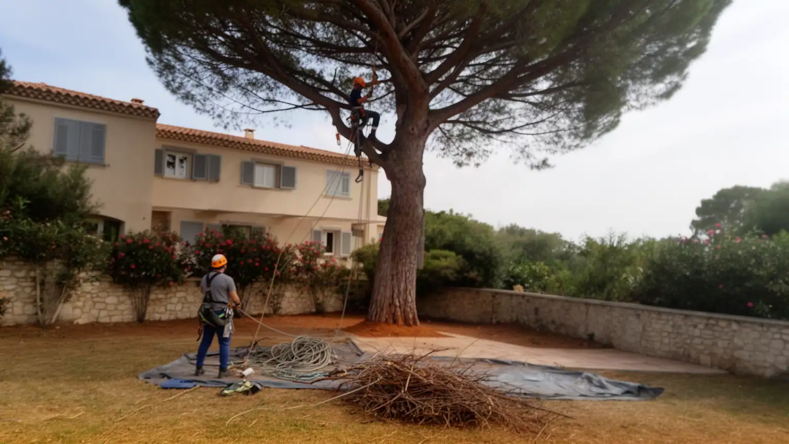 Élagage et abattage à Toulon : votre arboriste grimpeur